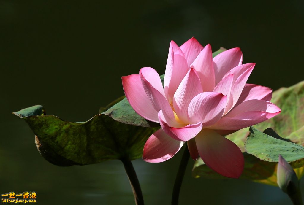 3P1A5790.JPG