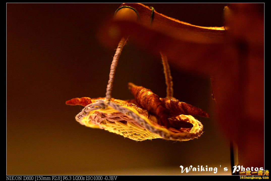 DSC_2317R.jpg