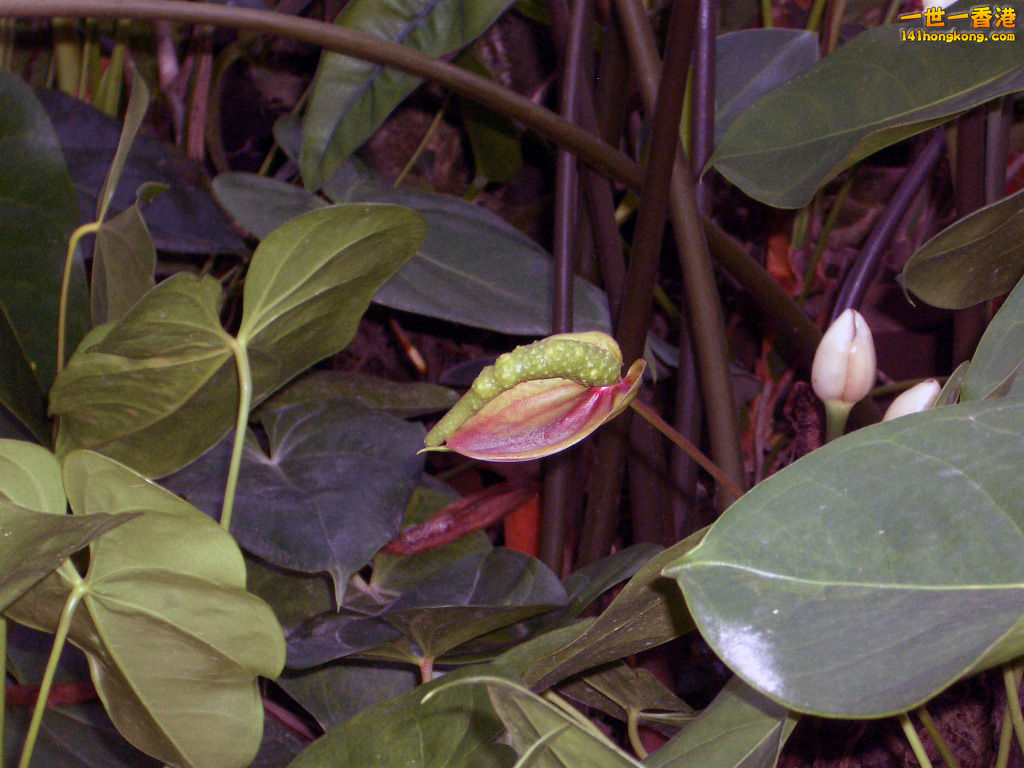 IMGP1295.JPG