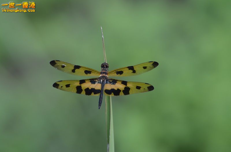 DSC_3211.jpg