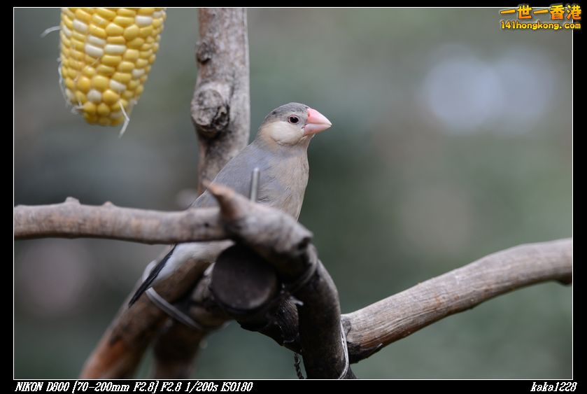 nEO_IMG_DSC_1098.jpg