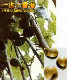 羅漢果2.jpg