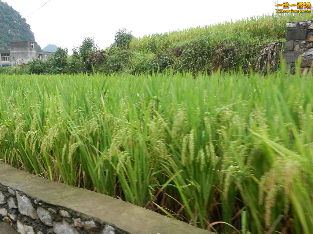 DSCN9928.JPG