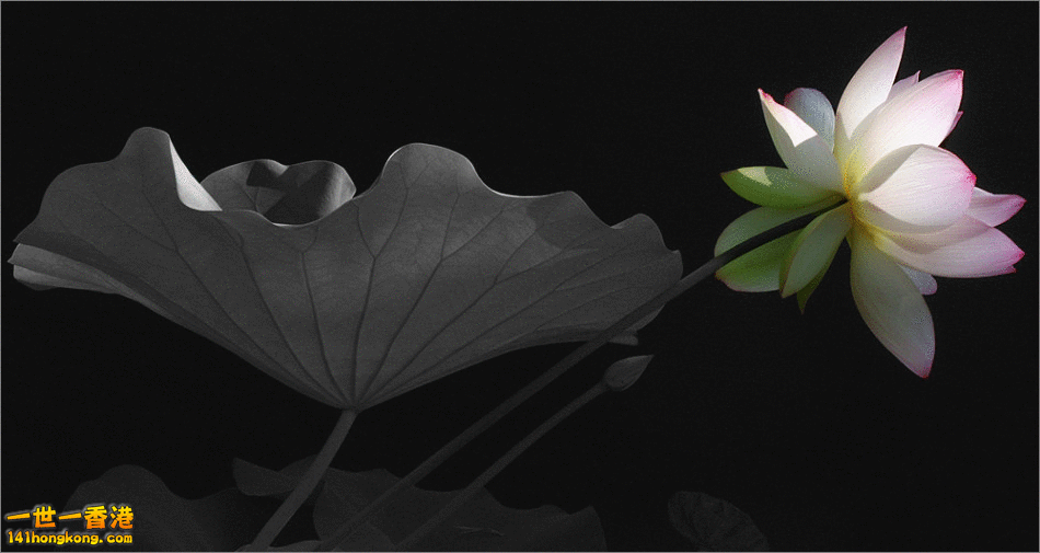 荷花.gif