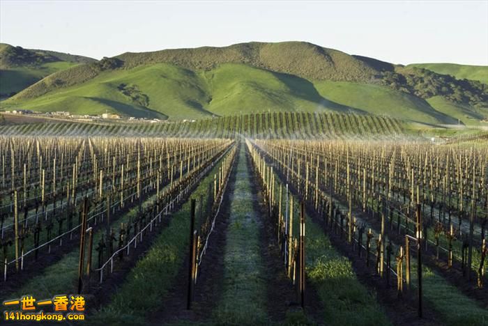 1)  Los Alamos Vineyards, Santa Barbara, California, USA   聖巴巴拉市  (美國加州).jpg.jpg