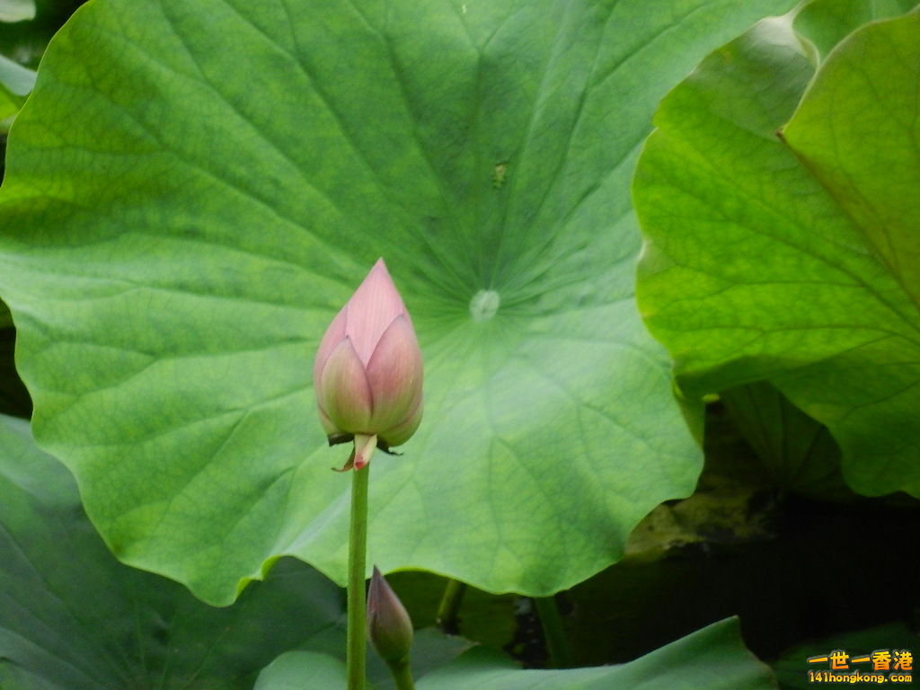DSCN9078.JPG