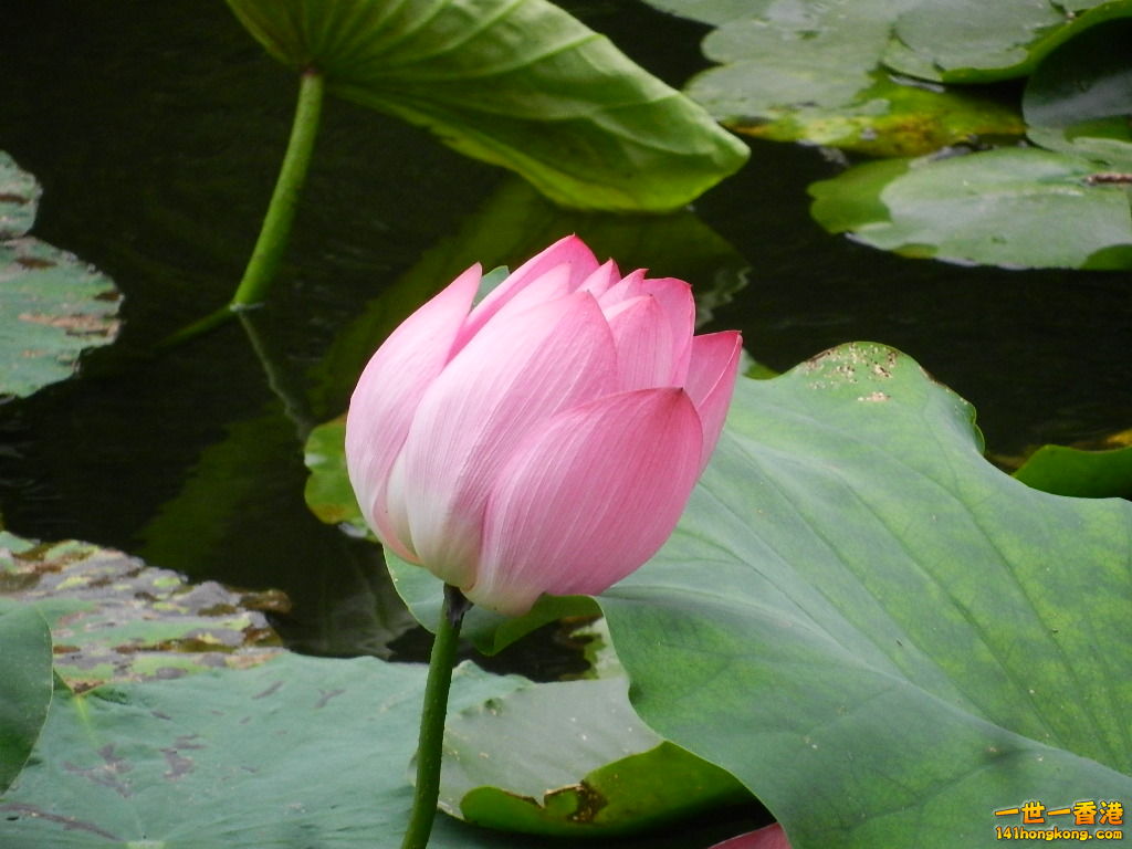 DSCN9080.JPG