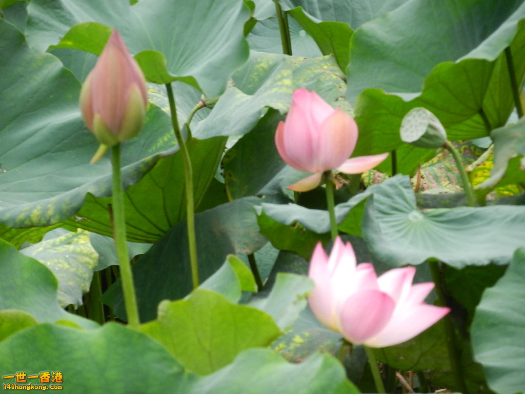 DSCN9087.JPG