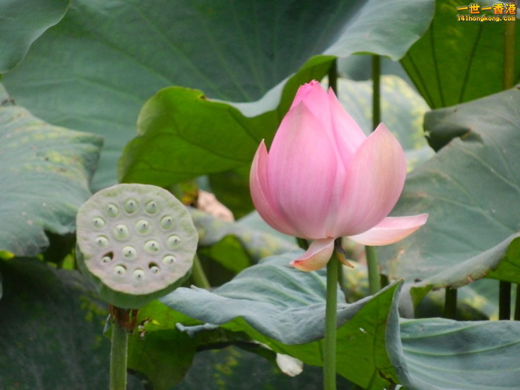 DSCN9089.JPG