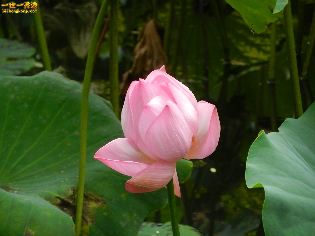 DSCN9092.JPG