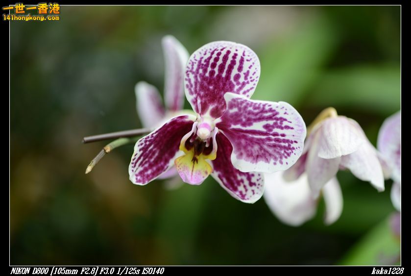 nEO_IMG_DSC_0992.jpg