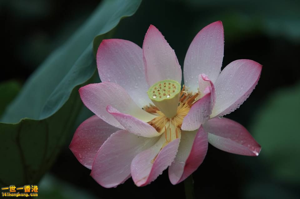 荷花_08.jpg