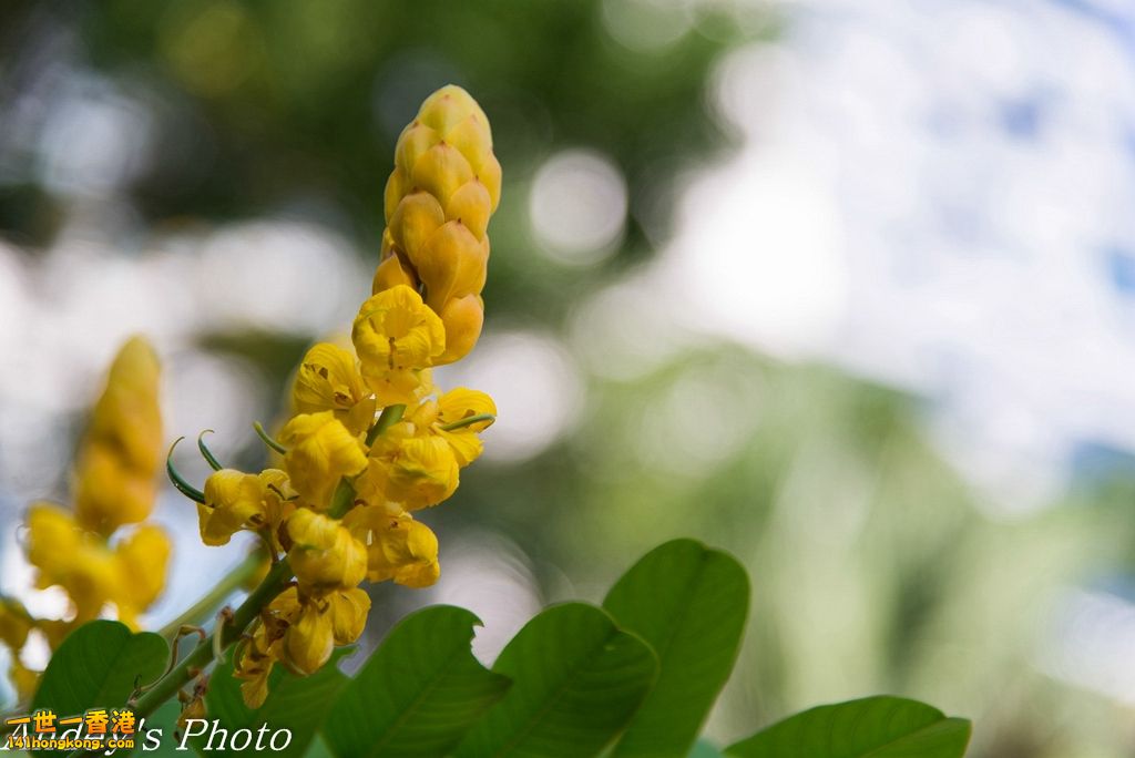 DSC_2533.jpg