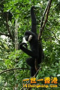 白臂猿~1.JPG