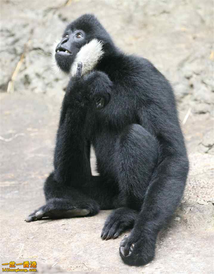 white-cheeked-gibbon (6).jpg