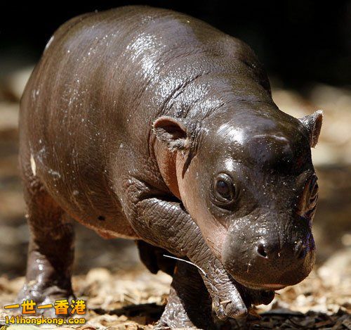 侏儒河馬20.jpg