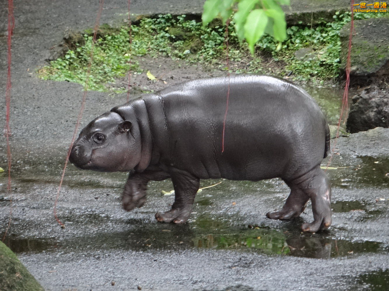 侏儒河馬22.jpg