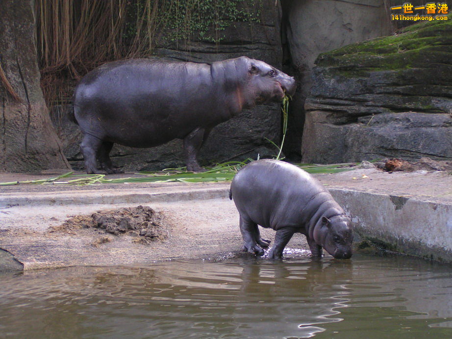 侏儒河馬05.jpg