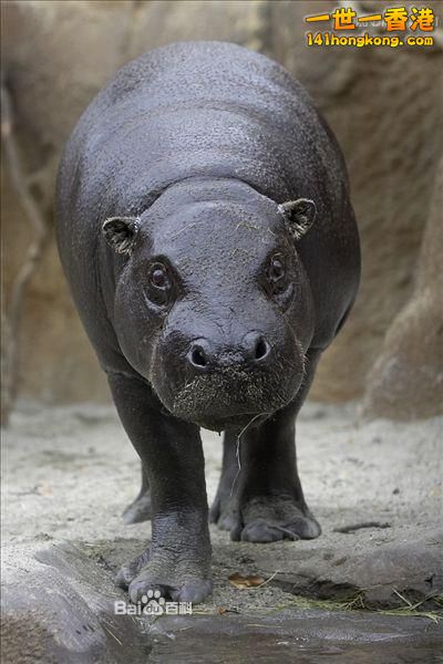 侏儒河馬27.jpg