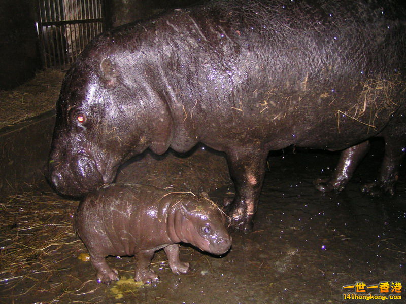 侏儒河馬06.jpg