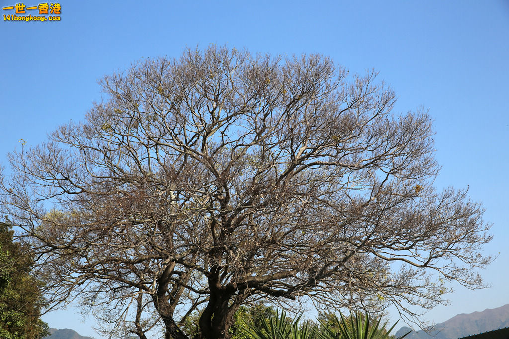 3P1A3690.JPG