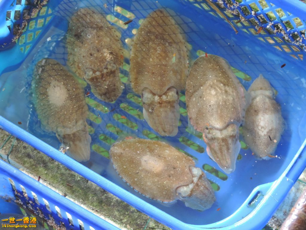 DSCN6115.JPG