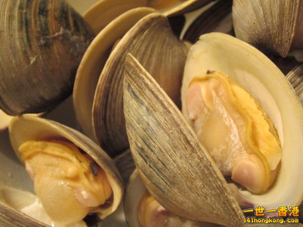 clam2.jpg