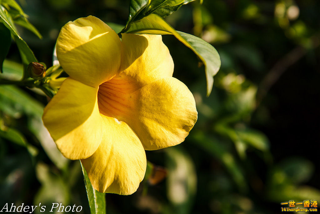 DSC_3222.jpg