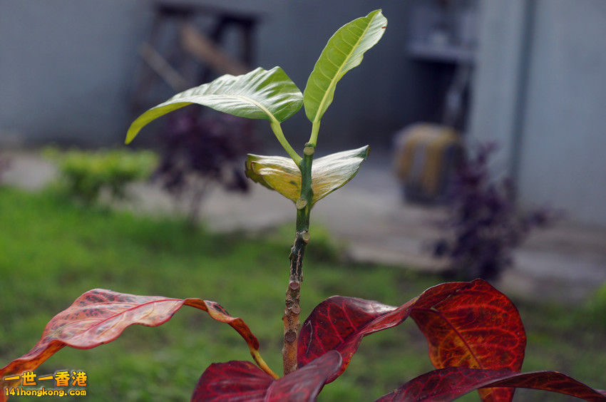 DSC01876_副本.jpg