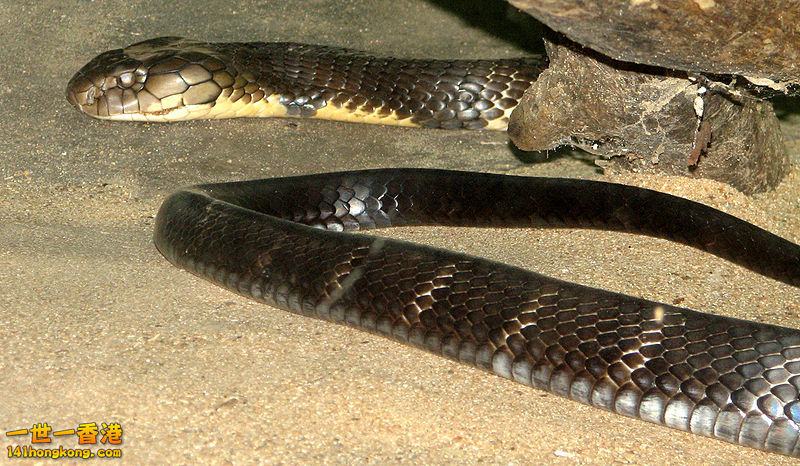 印度眼鏡王蛇。.jpg