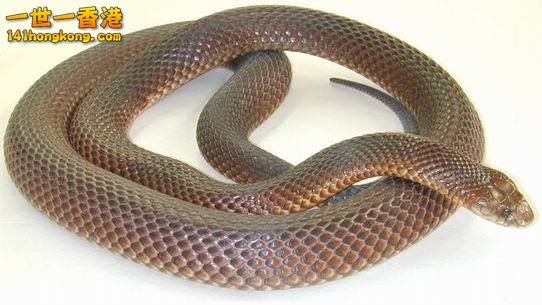 澳洲棕伊蛇.jpg