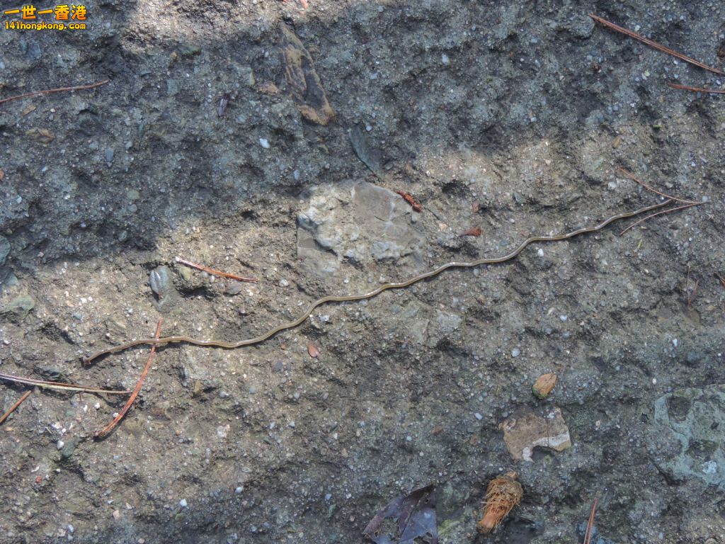 DSCN5660.JPG
