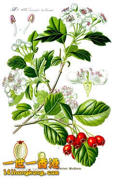 山楂_Crataegus_laevigata1.jpg