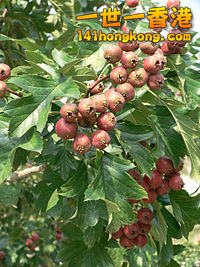 山楂-HawthornFruit.jpg