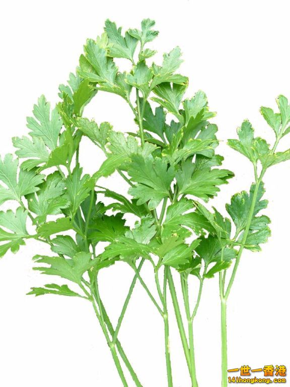 芫茜.jpg