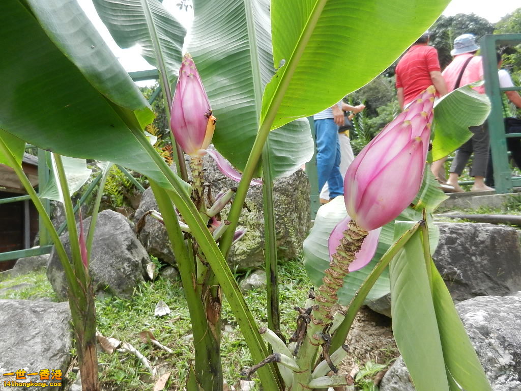 DSCN4323.JPG
