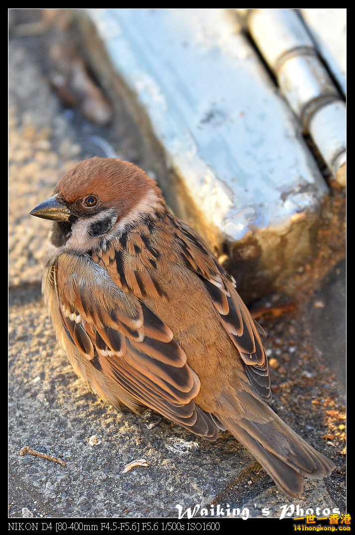 DSC_7031.jpg