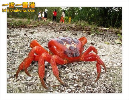 Australia1A(聖誕島紅蟹).jpg