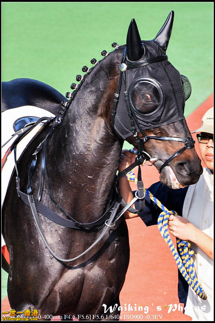 horse.jpg