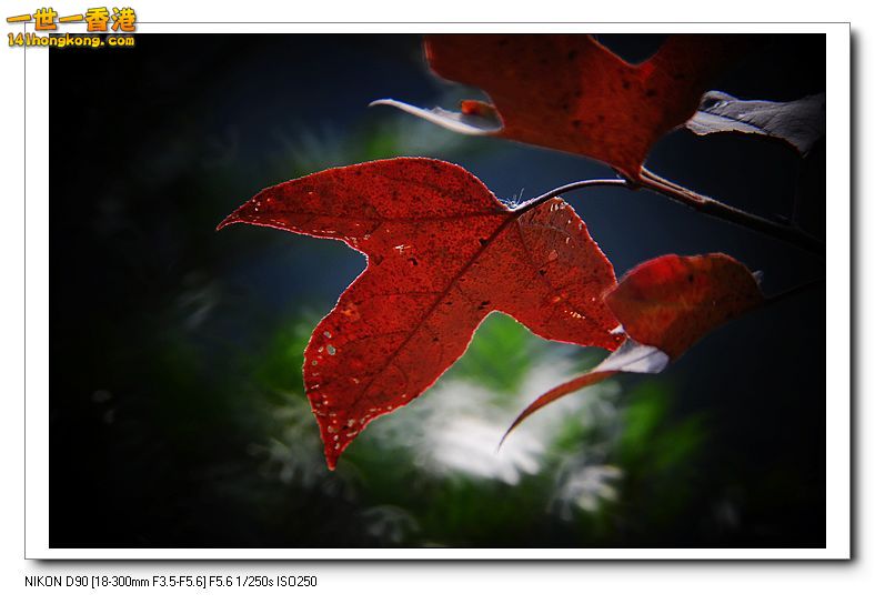 nEO_IMG_DSC_9688.jpg