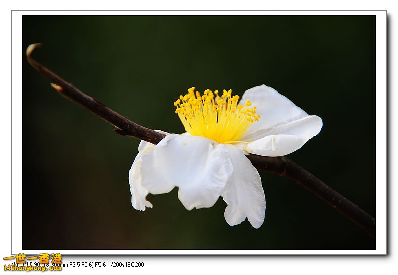 nEO_IMG_DSC_9735.jpg