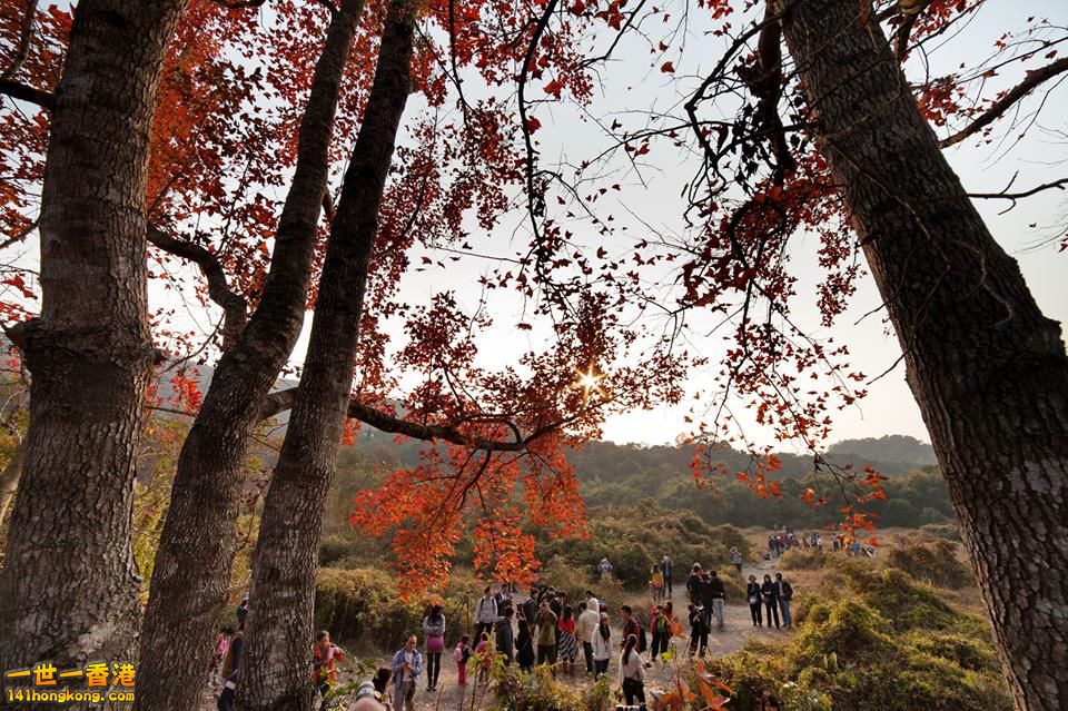 大棠紅葉.jpg
