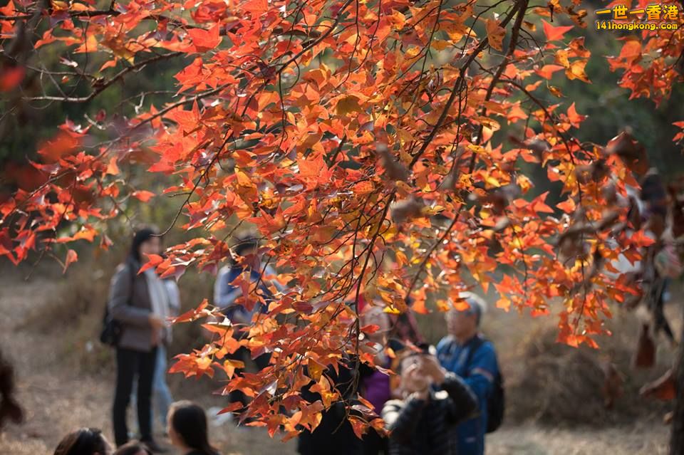 大棠紅葉_01.jpg