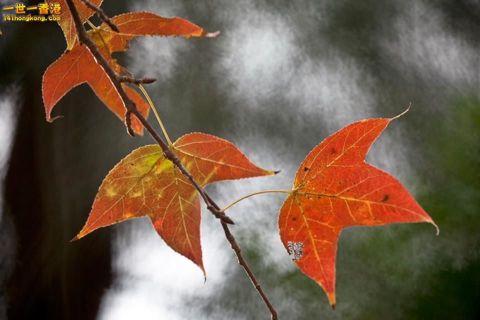 大棠紅葉_02.jpg