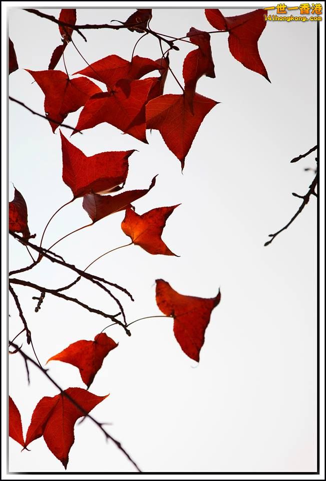大棠紅葉_04.jpg
