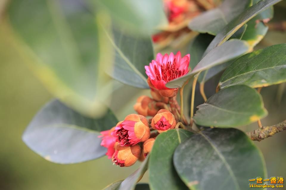 花_01.jpg