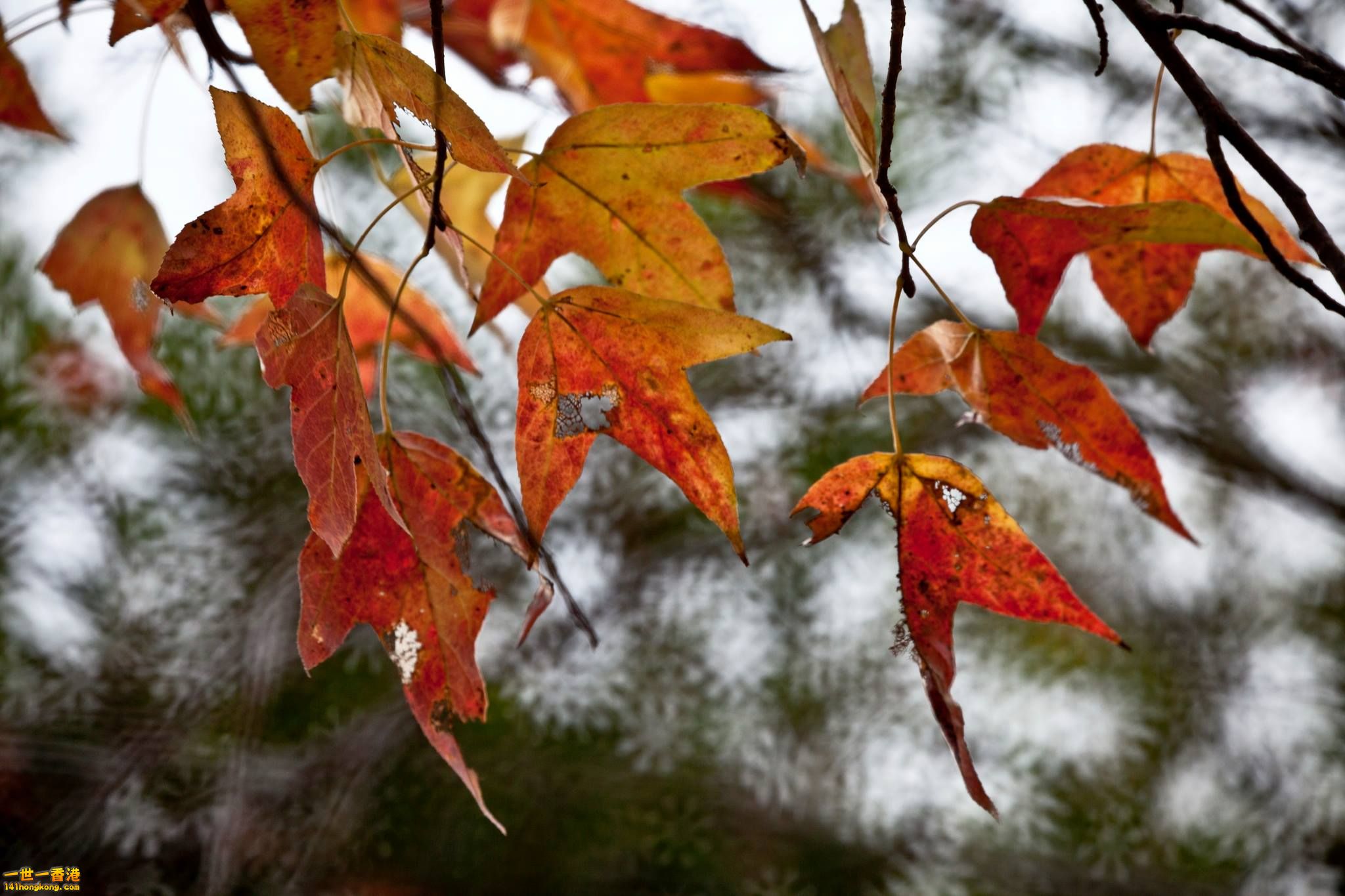 紅荼 雪花.jpg