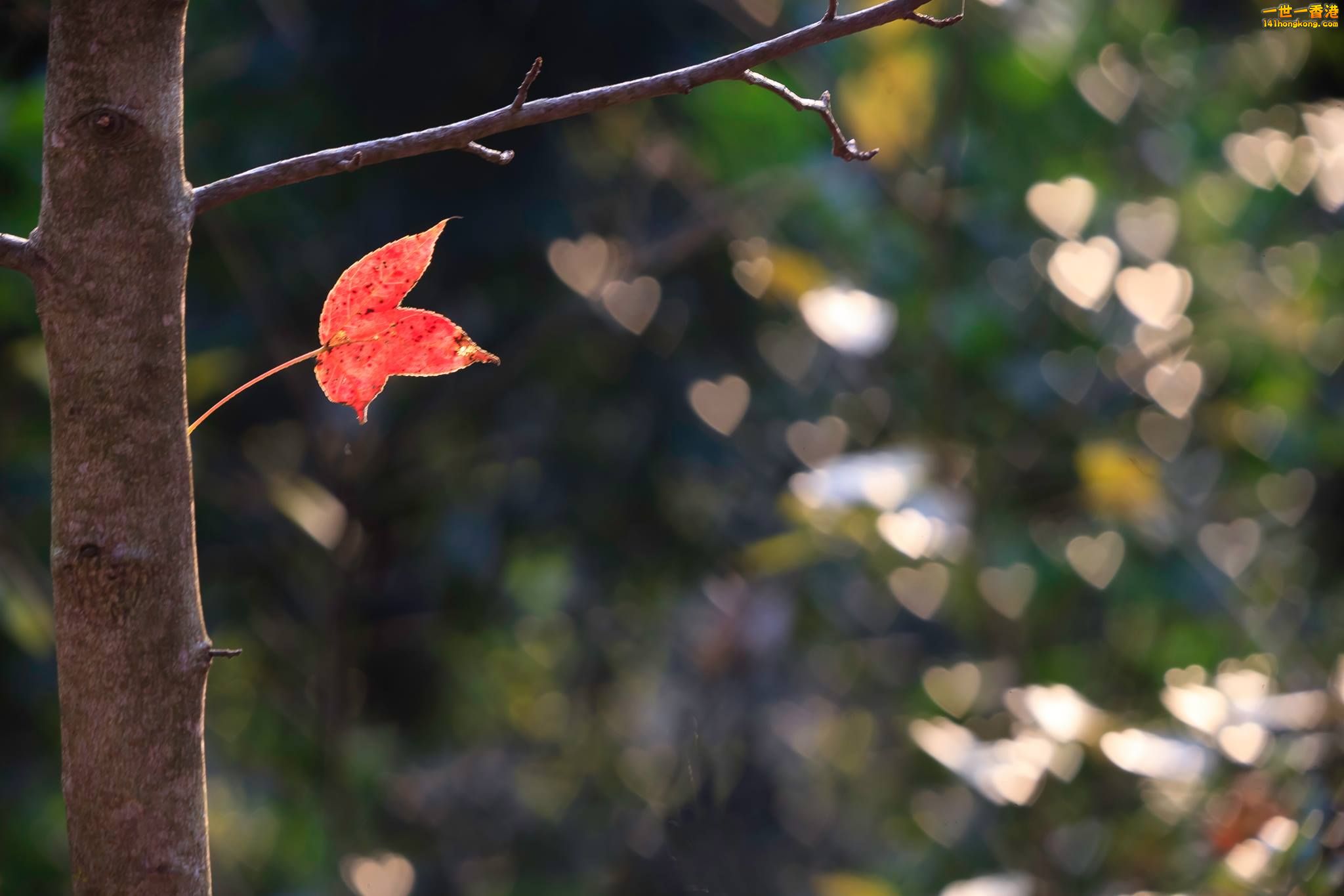 紅荼 心_02.jpg