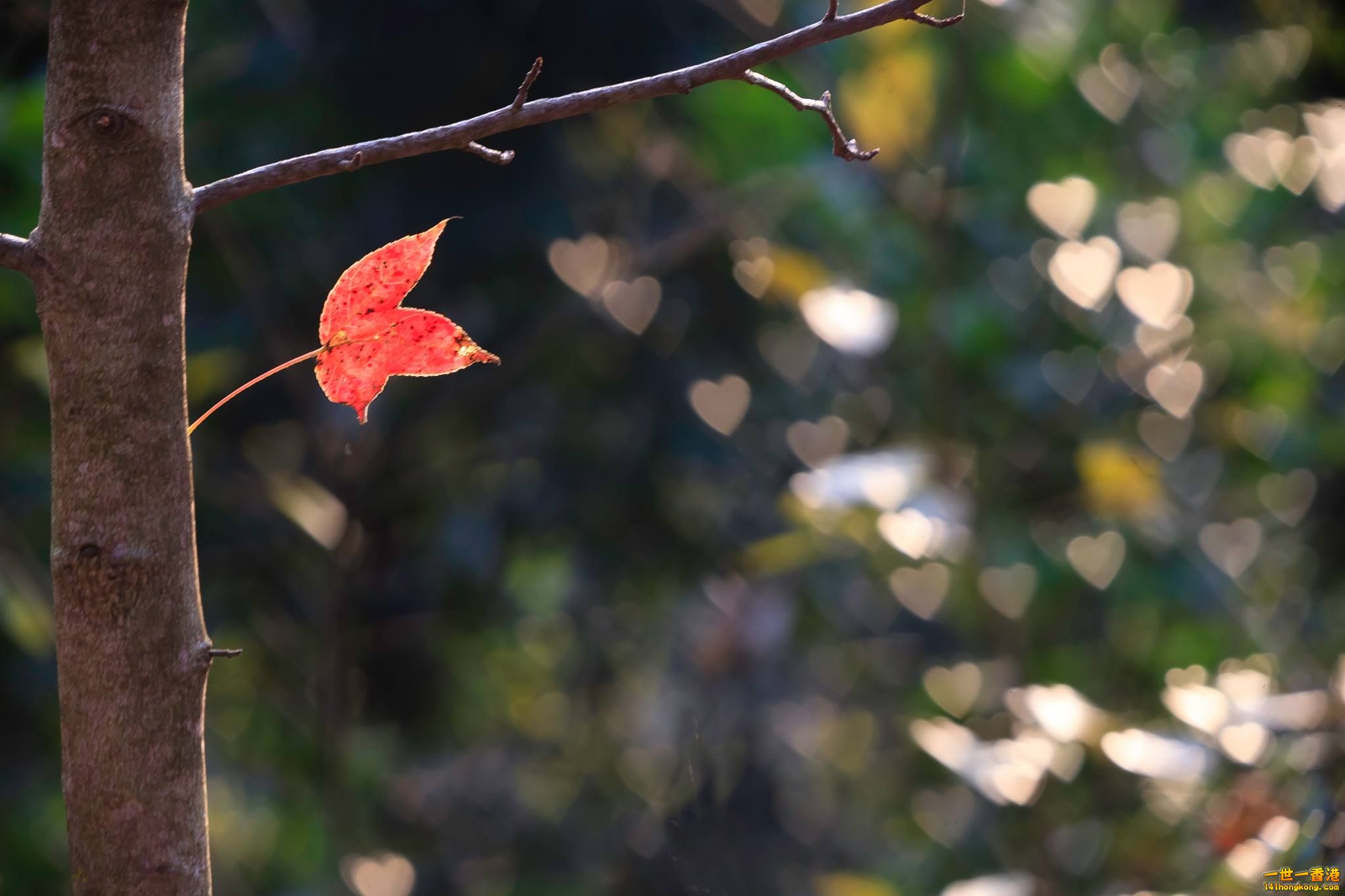 紅荼 心.jpg