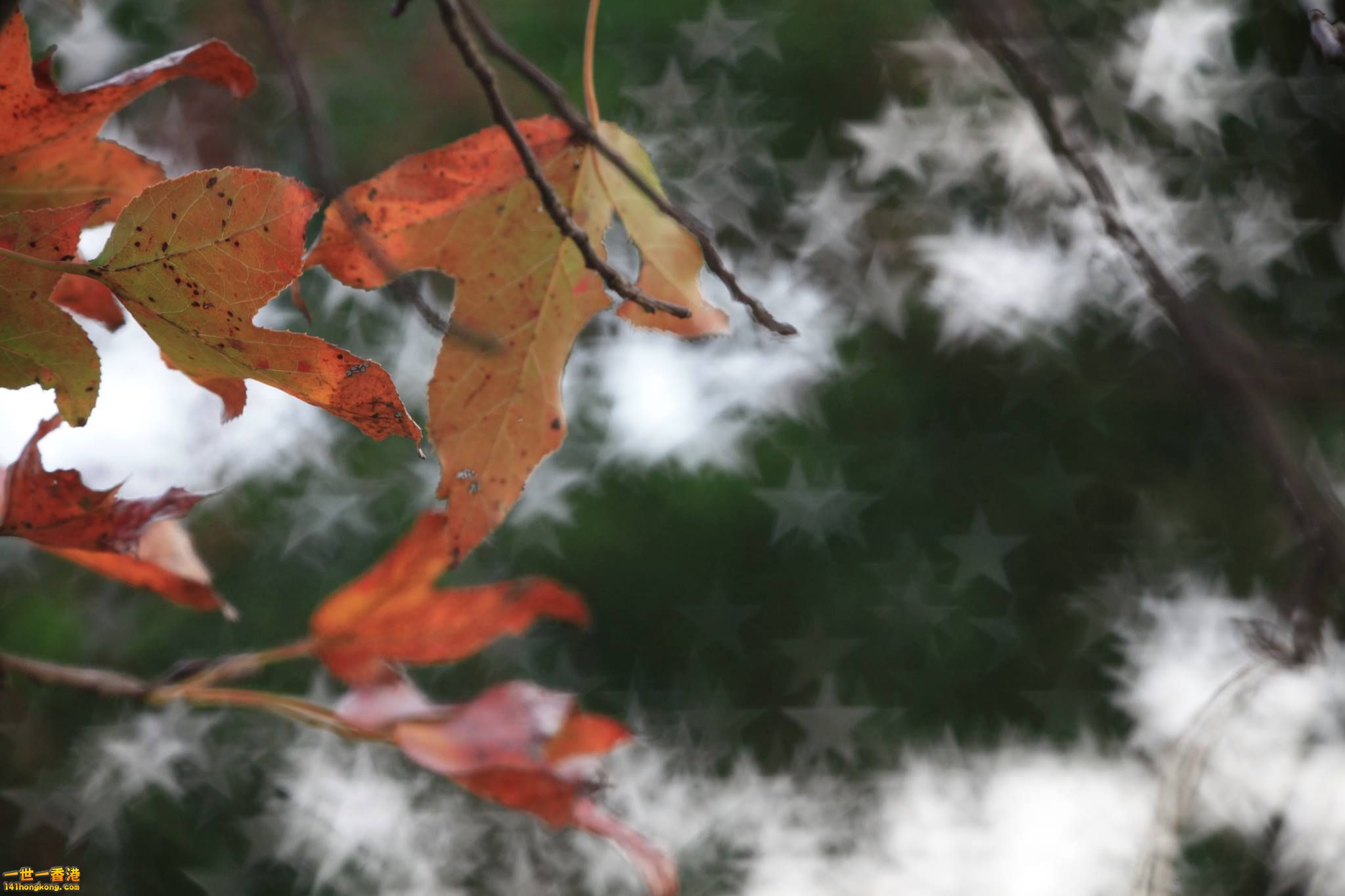 紅荼 星_02.jpg